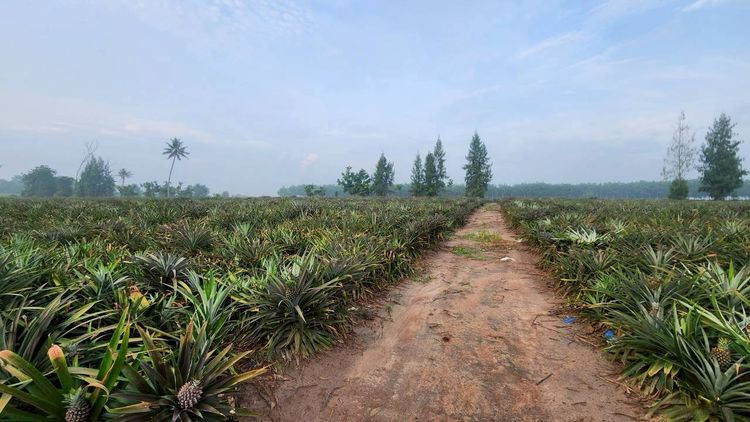 ขายที่ดินผังสีเหลือง ยกแปลง 24-3-43 ไร่ ทำเลทอง ใกล้แหล่งอุตสาหกรรม ต.เขาคันทรง อ.ศรีราชา จ.ชลบุรี รูปที่ 2