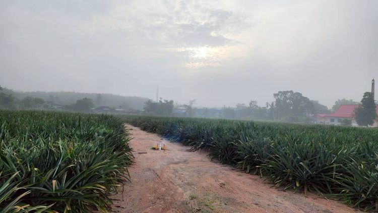 ขายที่ดินผังสีเหลือง ยกแปลง 24-3-43 ไร่ ทำเลทอง ใกล้แหล่งอุตสาหกรรม ต.เขาคันทรง อ.ศรีราชา จ.ชลบุรี รูปที่ 3