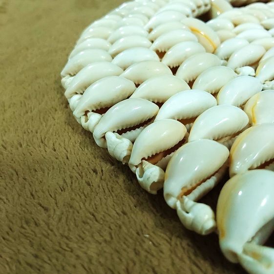 🥘🐚🌊 แผ่นรอง ของร้อน ทำจากเปลือกหอยเบี้ยจักจั่น Cowrie shell trivet Monetaria moneta Hot Pad Holder Doily รูปที่ 5