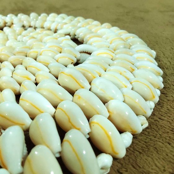 🥘🐚🌊 แผ่นรอง ของร้อน ทำจากเปลือกหอยเบี้ยจักจั่น Cowrie shell trivet Monetaria moneta Hot Pad Holder Doily รูปที่ 7