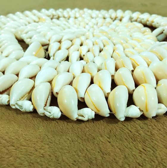 🥘🐚🌊 แผ่นรอง ของร้อน ทำจากเปลือกหอยเบี้ยจักจั่น Cowrie shell trivet Monetaria moneta Hot Pad Holder Doily รูปที่ 6