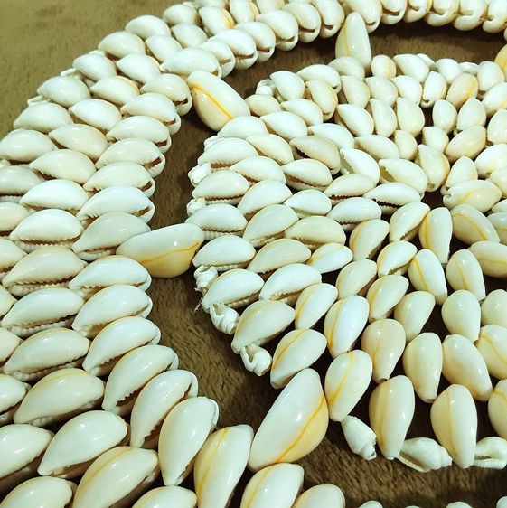 🥘🐚🌊 แผ่นรอง ของร้อน ทำจากเปลือกหอยเบี้ยจักจั่น Cowrie shell trivet Monetaria moneta Hot Pad Holder Doily รูปที่ 3