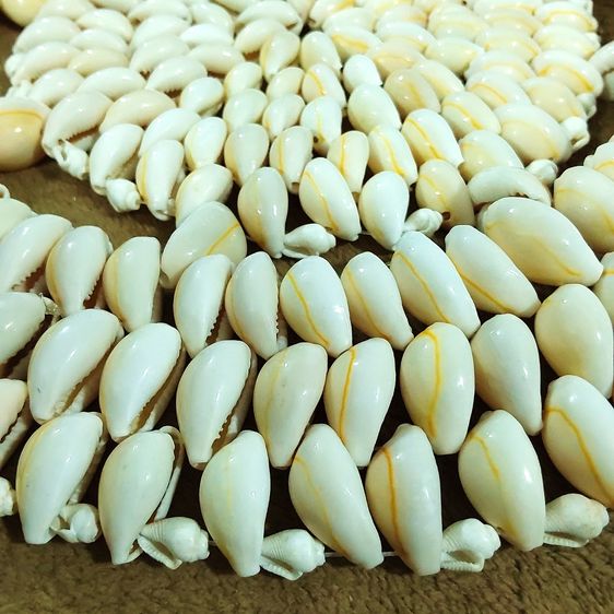 🥘🐚🌊 แผ่นรอง ของร้อน ทำจากเปลือกหอยเบี้ยจักจั่น Cowrie shell trivet Monetaria moneta Hot Pad Holder Doily รูปที่ 4