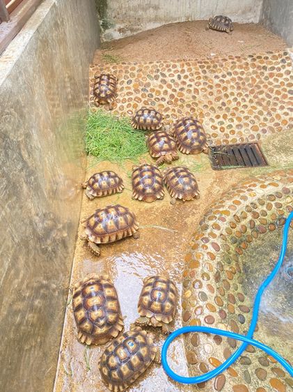 เต่าซูคาต้า