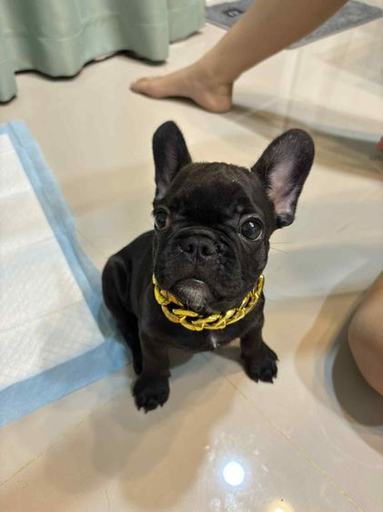 เฟร้นบลูด็อก