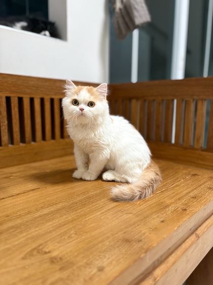 แมวเปอร์เซีย เพศผู้ รูปที่ 2