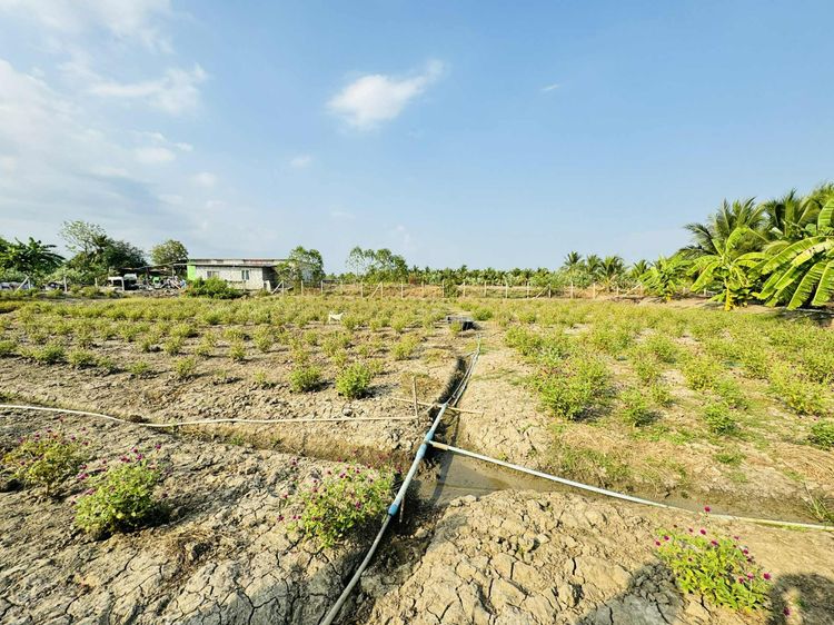 ขายที่ดิน นครชัยศรี ใกล้วัดหลวงพ่อสมหวัง