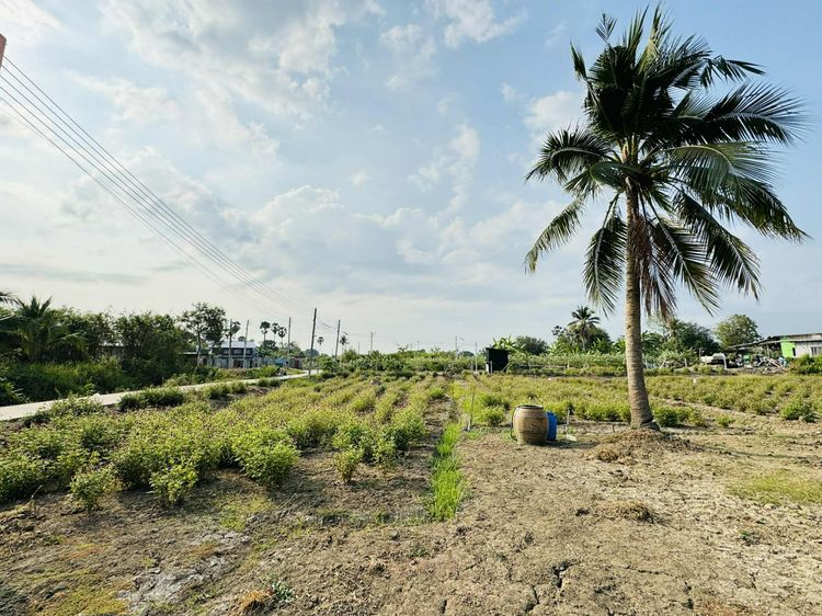 ขายที่ดิน นครชัยศรี ใกล้วัดหลวงพ่อสมหวัง รูปที่ 3