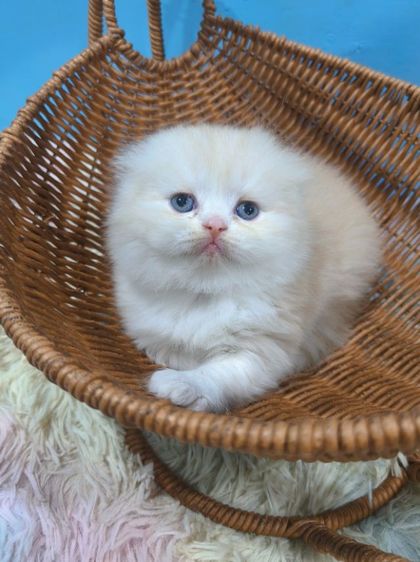 เด็กหญิงสก็อตติช รูปที่ 3