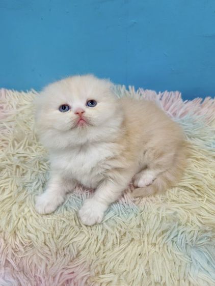 เด็กหญิงสก็อตติช รูปที่ 5