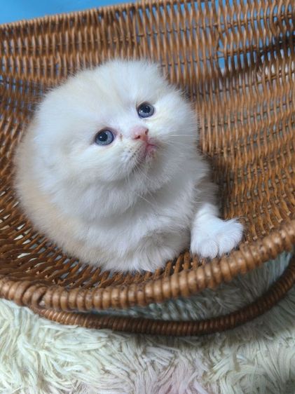 เด็กหญิงสก็อตติช รูปที่ 6