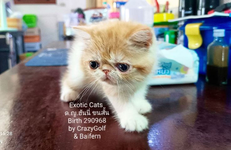 Exotic Cats รูปที่ 5