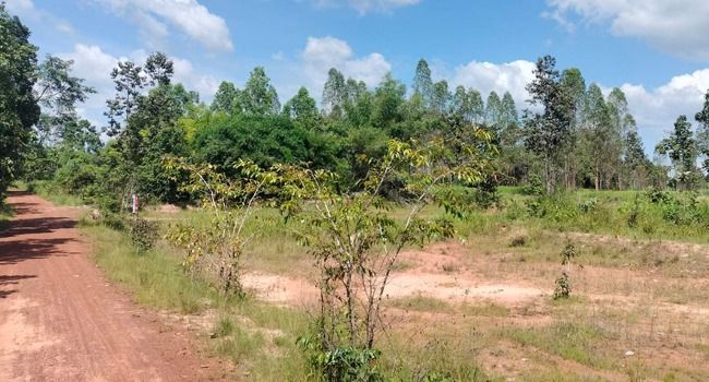 ขายที่ดินอุบลฯ 5 ไร่ แค่หลักแสนเท่านั้น รูปที่ 4