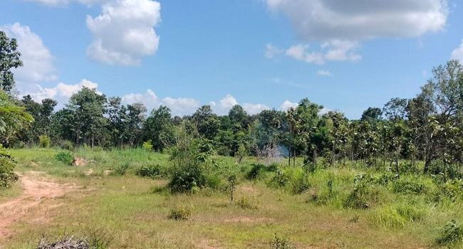 ขายที่ดินอุบลฯ 5 ไร่ แค่หลักแสนเท่านั้น รูปที่ 2