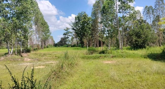 ขายที่ดินอุบลฯ 5 ไร่ แค่หลักแสนเท่านั้น รูปที่ 3