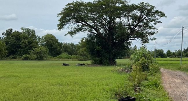 ขายที่ดินในเมืองศรีสะเกษสวยๆ แค่ล้านต้นๆ เท่านั้น 