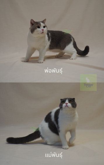 สก็อตติชโฟลด์ - Scottish รูปที่ 6