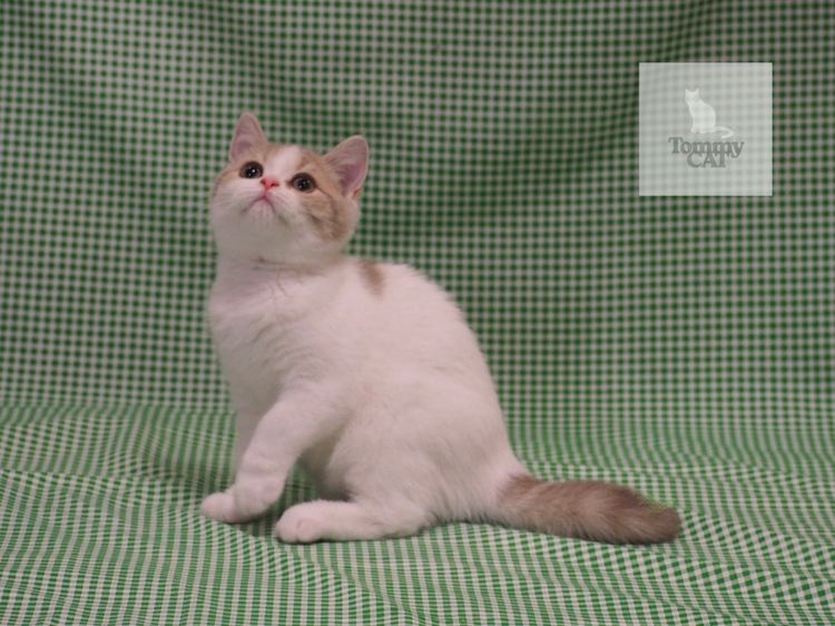 สก็อตติชโฟลด์ - Scottish รูปที่ 3