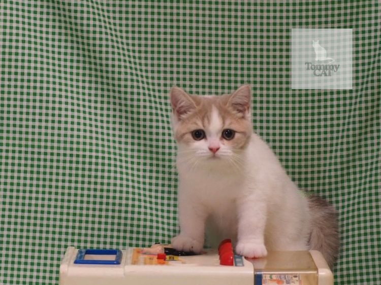 สก็อตติชโฟลด์ - Scottish รูปที่ 4