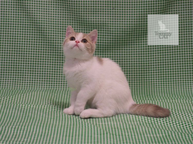 สก็อตติช โฟลด์ (Scottish Fold) สก็อตติชโฟลด์ - Scottish