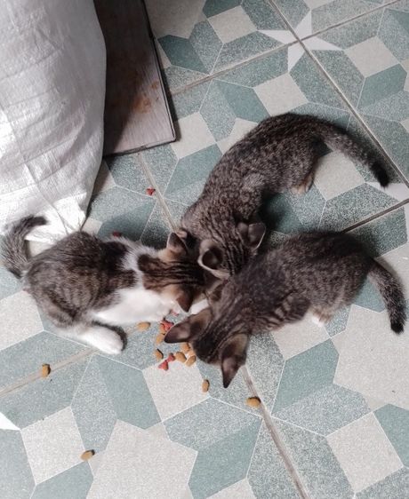 แม่แมวลูก 4 หนีลุงไล่ล่า หาบ้านด่วน รูปที่ 3