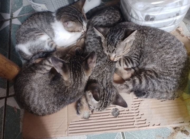 แม่แมวลูก 4 หนีลุงไล่ล่า หาบ้านด่วน รูปที่ 4