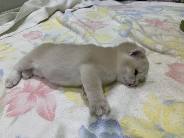 หาผู้ปกครองที่รักและเอ็นดูน้อง พร้อมย้ายบ้าน น้องผู้หญิงนะค่ะ รูปที่ 14