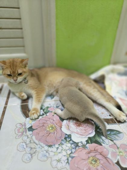 หาผู้ปกครองที่รักและเอ็นดูน้อง พร้อมย้ายบ้าน น้องผู้หญิงนะค่ะ รูปที่ 12