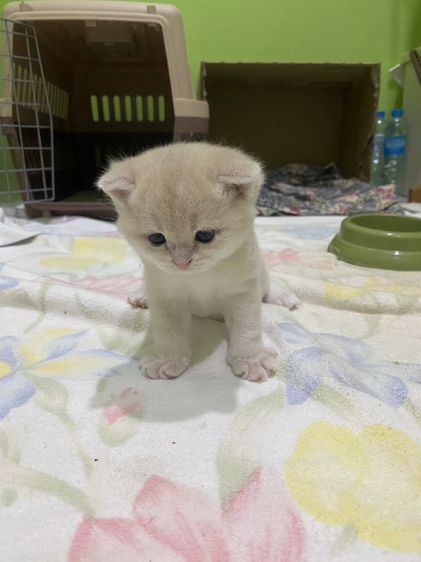 หาผู้ปกครองที่รักและเอ็นดูน้อง พร้อมย้ายบ้าน น้องผู้หญิงนะค่ะ รูปที่ 16