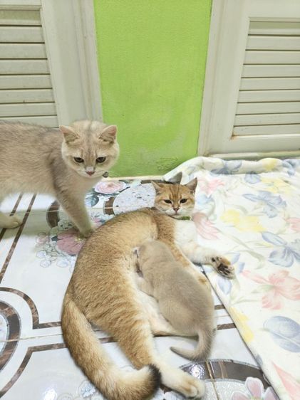 หาผู้ปกครองที่รักและเอ็นดูน้อง พร้อมย้ายบ้าน น้องผู้หญิงนะค่ะ รูปที่ 13