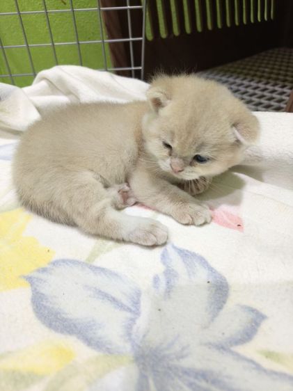 หาผู้ปกครองที่รักและเอ็นดูน้อง พร้อมย้ายบ้าน น้องผู้หญิงนะค่ะ รูปที่ 3