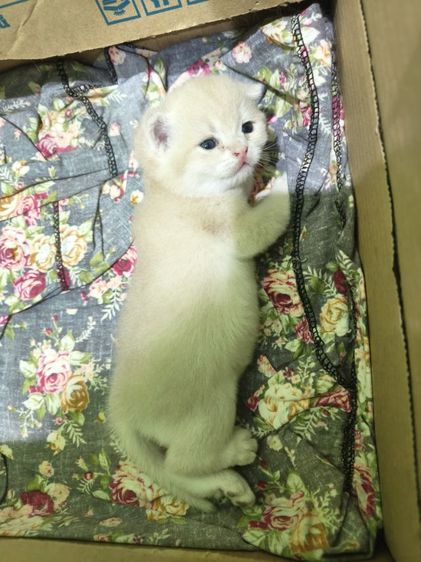 หาผู้ปกครองที่รักและเอ็นดูน้อง พร้อมย้ายบ้าน น้องผู้หญิงนะค่ะ รูปที่ 4