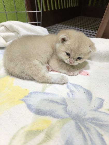 หาผู้ปกครองที่รักและเอ็นดูน้อง พร้อมย้ายบ้าน น้องผู้หญิงนะค่ะ รูปที่ 6