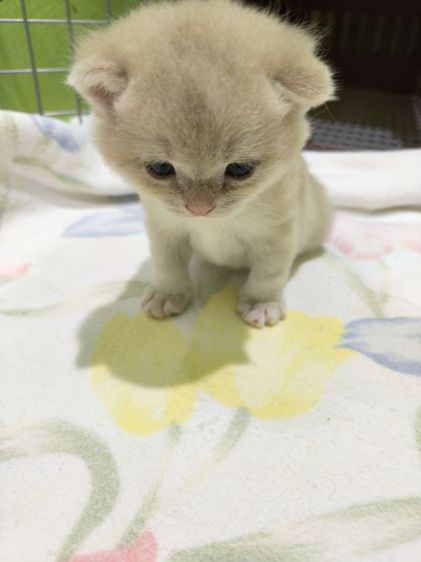 หาผู้ปกครองที่รักและเอ็นดูน้อง พร้อมย้ายบ้าน น้องผู้หญิงนะค่ะ รูปที่ 10