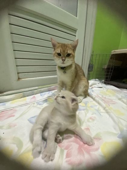หาผู้ปกครองที่รักและเอ็นดูน้อง พร้อมย้ายบ้าน น้องผู้หญิงนะค่ะ รูปที่ 17