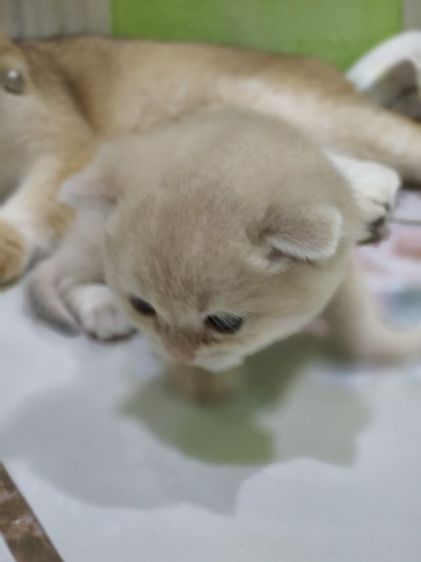 หาผู้ปกครองที่รักและเอ็นดูน้อง พร้อมย้ายบ้าน น้องผู้หญิงนะค่ะ รูปที่ 9