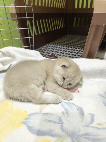 หาผู้ปกครองที่รักและเอ็นดูน้อง พร้อมย้ายบ้าน น้องผู้หญิงนะค่ะ รูปที่ 2