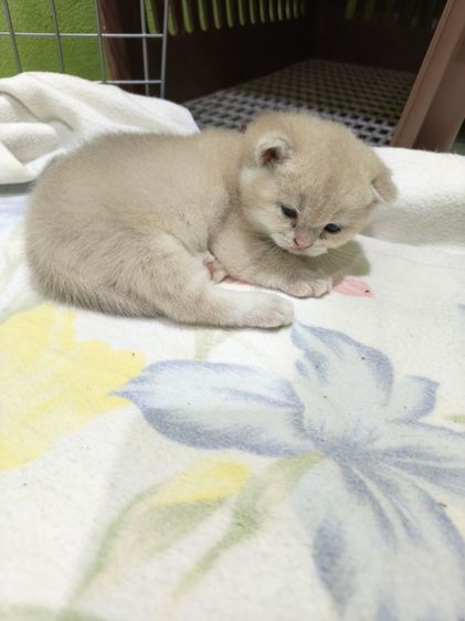 หาผู้ปกครองที่รักและเอ็นดูน้อง พร้อมย้ายบ้าน น้องผู้หญิงนะค่ะ รูปที่ 5