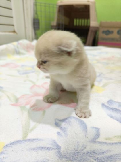 หาผู้ปกครองที่รักและเอ็นดูน้อง พร้อมย้ายบ้าน น้องผู้หญิงนะค่ะ รูปที่ 7