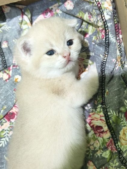 หาผู้ปกครองที่รักและเอ็นดูน้อง พร้อมย้ายบ้าน น้องผู้หญิงนะค่ะ