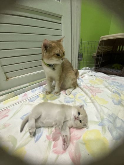 หาผู้ปกครองที่รักและเอ็นดูน้อง พร้อมย้ายบ้าน น้องผู้หญิงนะค่ะ รูปที่ 18