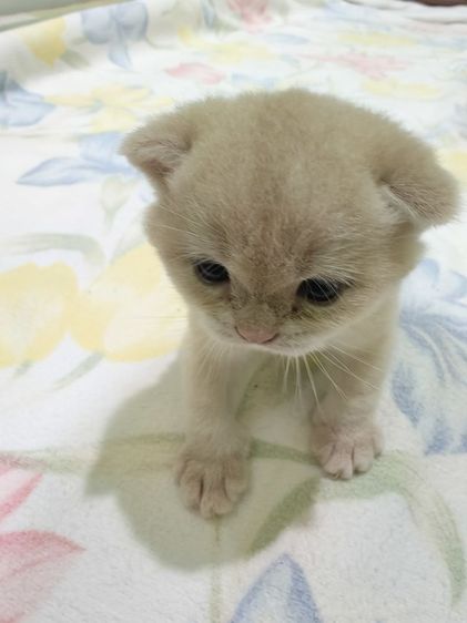 หาผู้ปกครองที่รักและเอ็นดูน้อง พร้อมย้ายบ้าน น้องผู้หญิงนะค่ะ รูปที่ 8