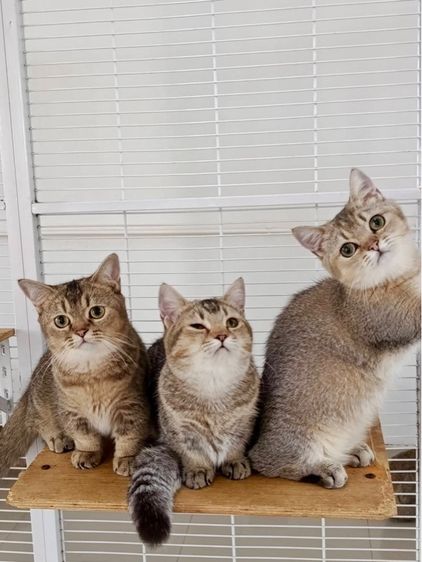 มันช์กิ้นขาสั้นเพศชาย