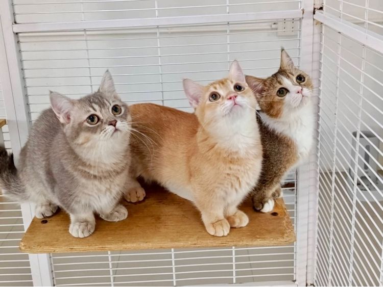 มันช์กิ้นขาสั้นเพศชาย รูปที่ 2