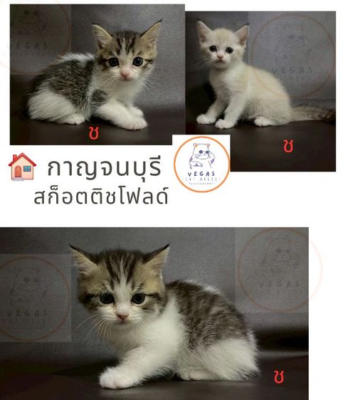 สก็อตติชโฟลด์