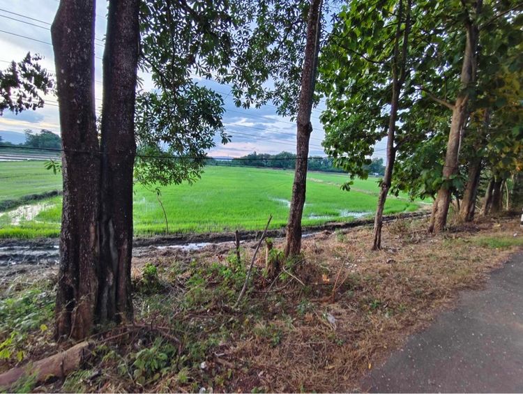 ที่ดิน5ไร่1งาน75ตารางวา