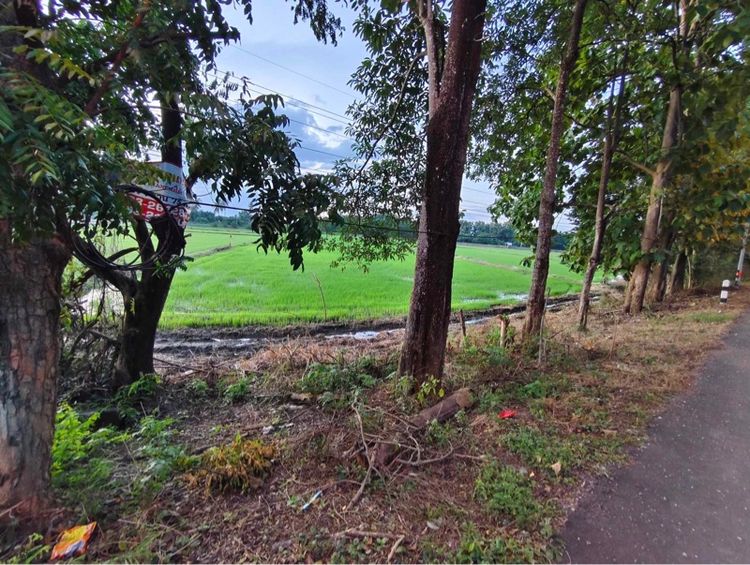 ที่ดิน5ไร่1งาน75ตารางวา รูปที่ 2