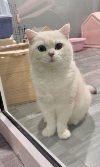 บริติชช็อตแฮร์ รูปที่ 2