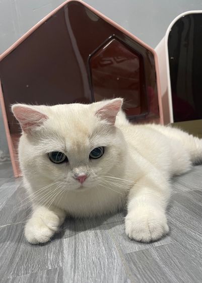 บริติชช็อตแฮร์ รูปที่ 5