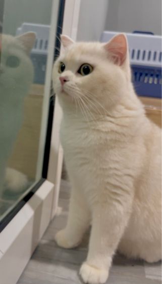 บริติชช็อตแฮร์ รูปที่ 3